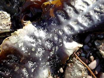 Closeup of the frond of the Sugar Kelp